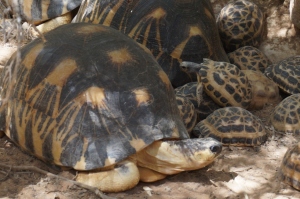 Radiated tortoise_Geochelome radiata